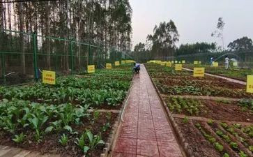 菜市场调查心得体会8篇