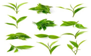 大班茶主题活动总结6篇