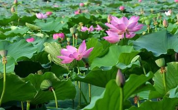 大班池塘教案6篇