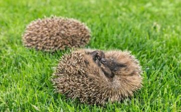 画刺猬的教案优质7篇