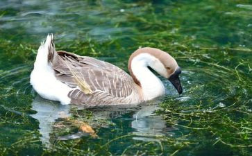 小班语言活动鹅的教案通用5篇