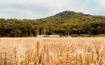 丰收歌音乐教案7篇