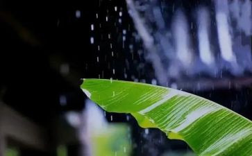 风雨草作文推荐7篇