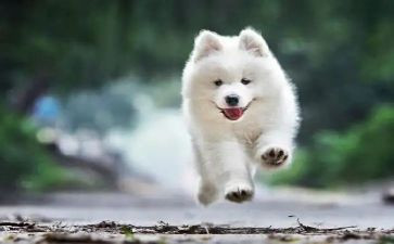 小黑狗作文参考8篇