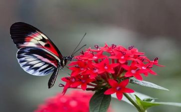 捉蝴蝶的教案8篇