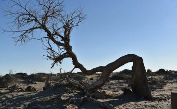 树的坚韧作文通用8篇