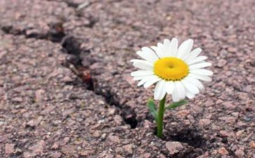 树的坚韧作文8篇