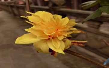 剪菊花教案6篇