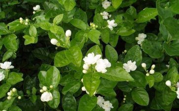 音乐课茉莉花教案5篇