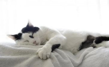 小猫走教案6篇