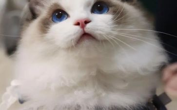方案猫活动策划精选8篇