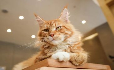 会飞的猫读后感5篇