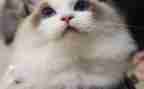 猫资料作文6篇