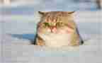 猫.母鸡读后感8篇