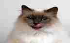关于猫的作文600字5篇
