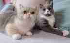 音乐老鼠画猫教案7篇