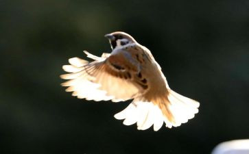 《麻雀》优秀教案5篇