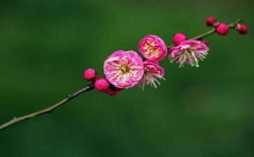 梅花幼儿园教案8篇
