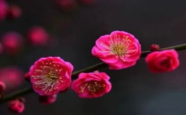 梅花画教案5篇