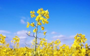 朋友你好教案5篇