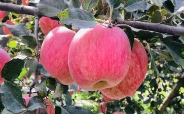 小苹果教案通用8篇