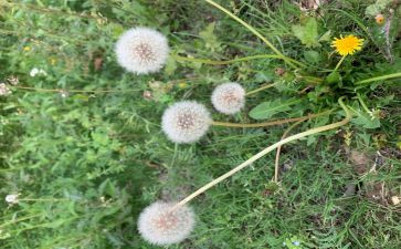 会飞的蒲公英作文8篇