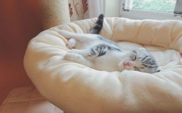 睡眠日的活动总结7篇