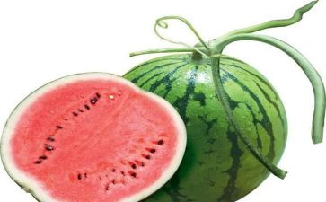 西瓜作文推荐8篇