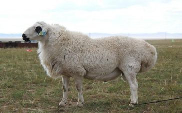 关于羊的作文200字优质8篇