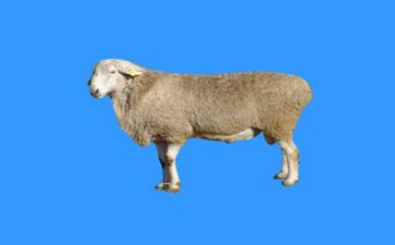 关于羊的作文200字模板5篇