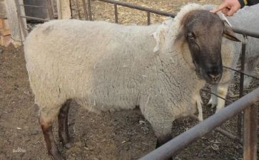 关于羊的作文200字推荐8篇