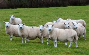 关于羊的作文200字优质6篇