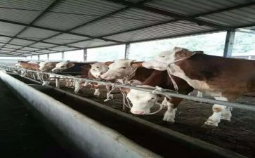 养殖场月总结8篇