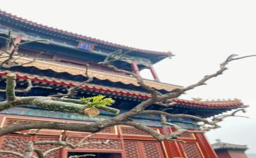 雍和宫个人总结通用5篇