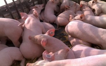 小班教案赶小猪教案通用8篇